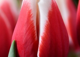 Tulipa De Dijk ® (3)